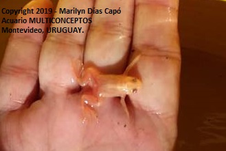 rosado Almacén Reclamación Peces tropicales de agua dulce.: Xenonpus laevis: ranas del Sur de Africa