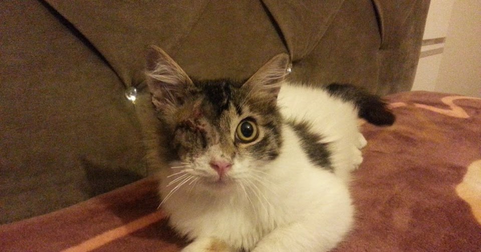 S H E M E L L O N Hala İyi Yürekli İnsanlar Varmış