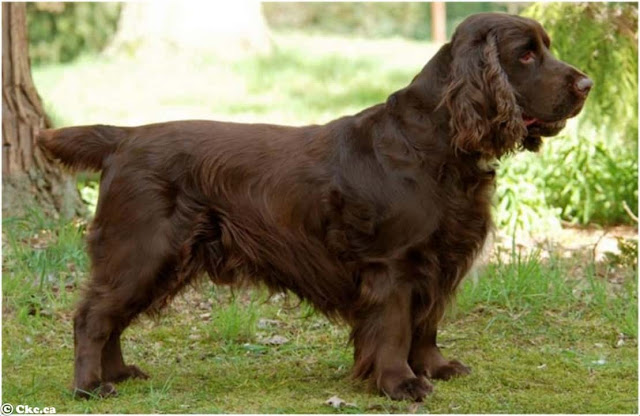 Field Spaniel Breeders field spaniel