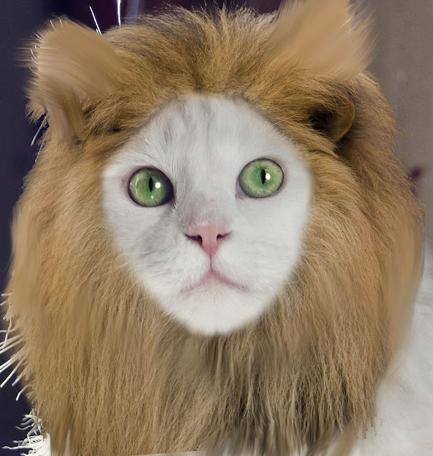 domestic cat dressed up as lion