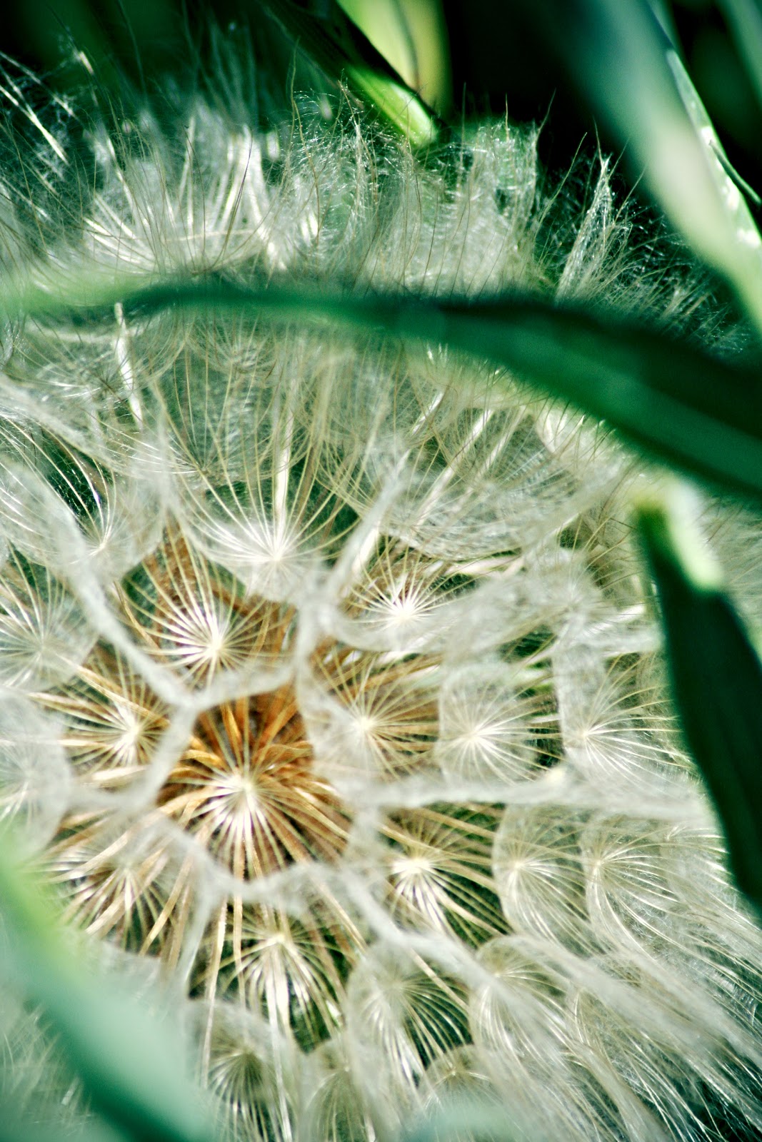 Exuberating Fantasticisms Snapshot of Idaho Weeds