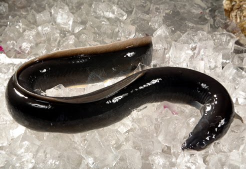 Ishra eel