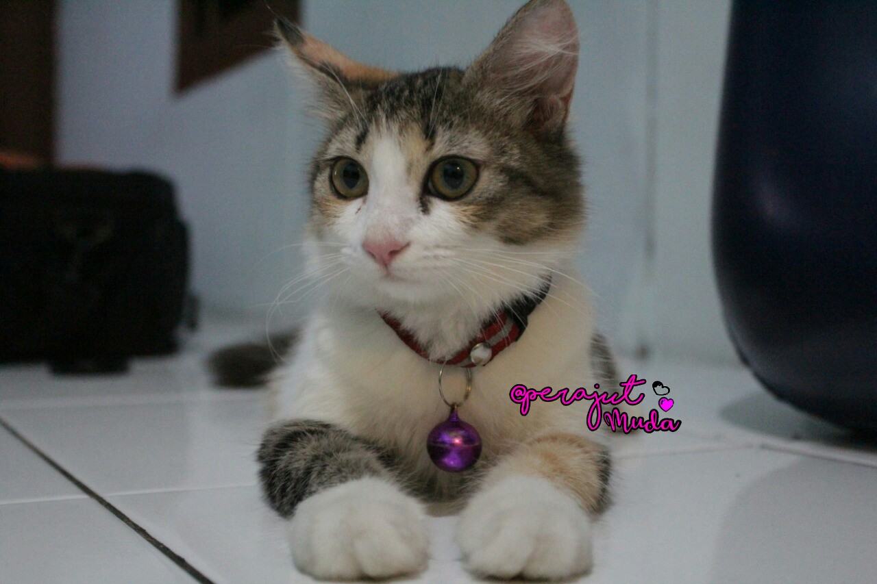 Perajut Muda Bercerita Seekor Kucing Mix Dome Bernama Bocil