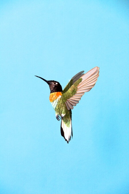 Diana Beltrán Herrera Pájaros de papel