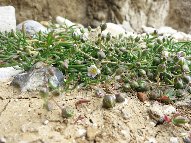 Greater Sea-spurrey - Spergularia media - flowering