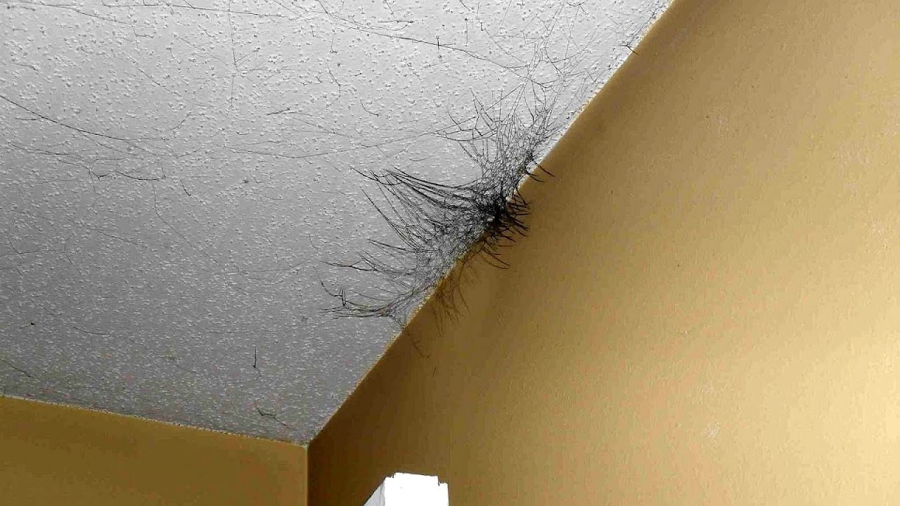 Mold Due To Water Damage - Damage Choices
