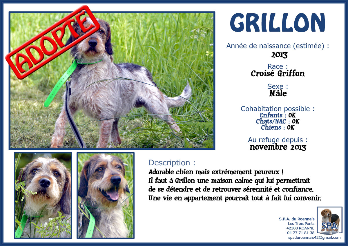 Urgent - GRILLON - x griffon 2 ans - Spa du Roannais à Roanne (42) 1-2013-11_GRILLON-2013
