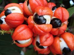 guaraná ayuda a una erección