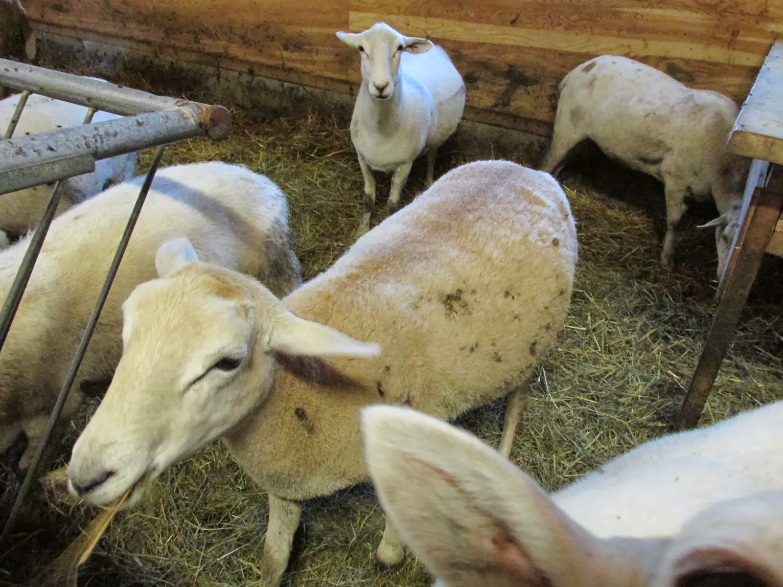 A Shepherdess's Journal to Sheep Farming Pasture Raised Sheep