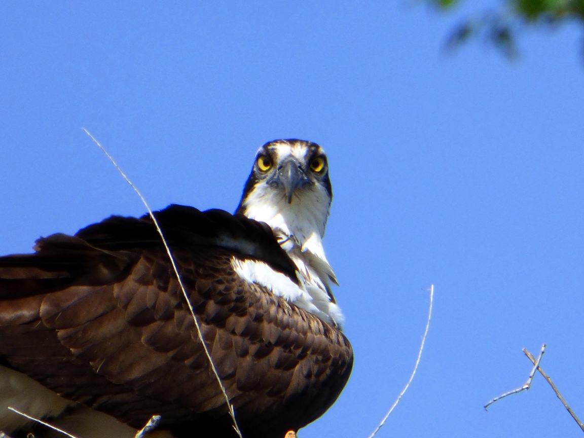 Geotripper's California Birds: Ospreys Nesting on the Merced River