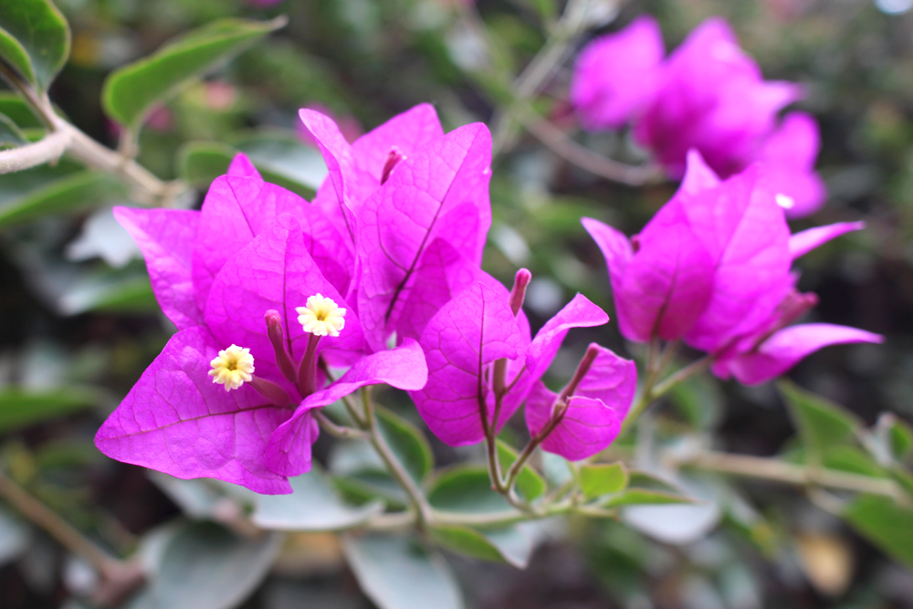 Flowers at Miraflores in Lima, Peru - travel blog