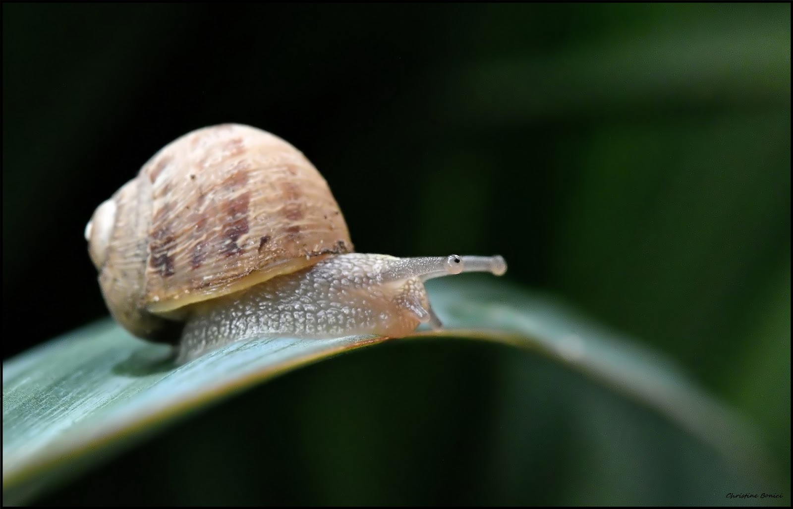 Epeire, fourmis, escargot.................; | Christine Bonici Photographie