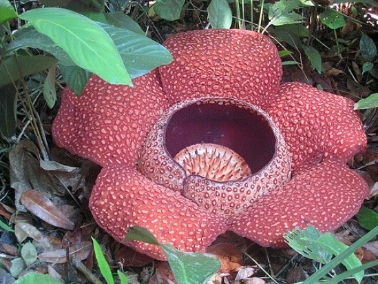 Giant Rafflesia - Largest flower in the world