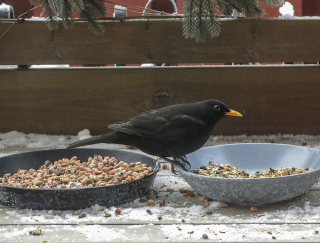 koltrast, blackbird koltrast, blackbird