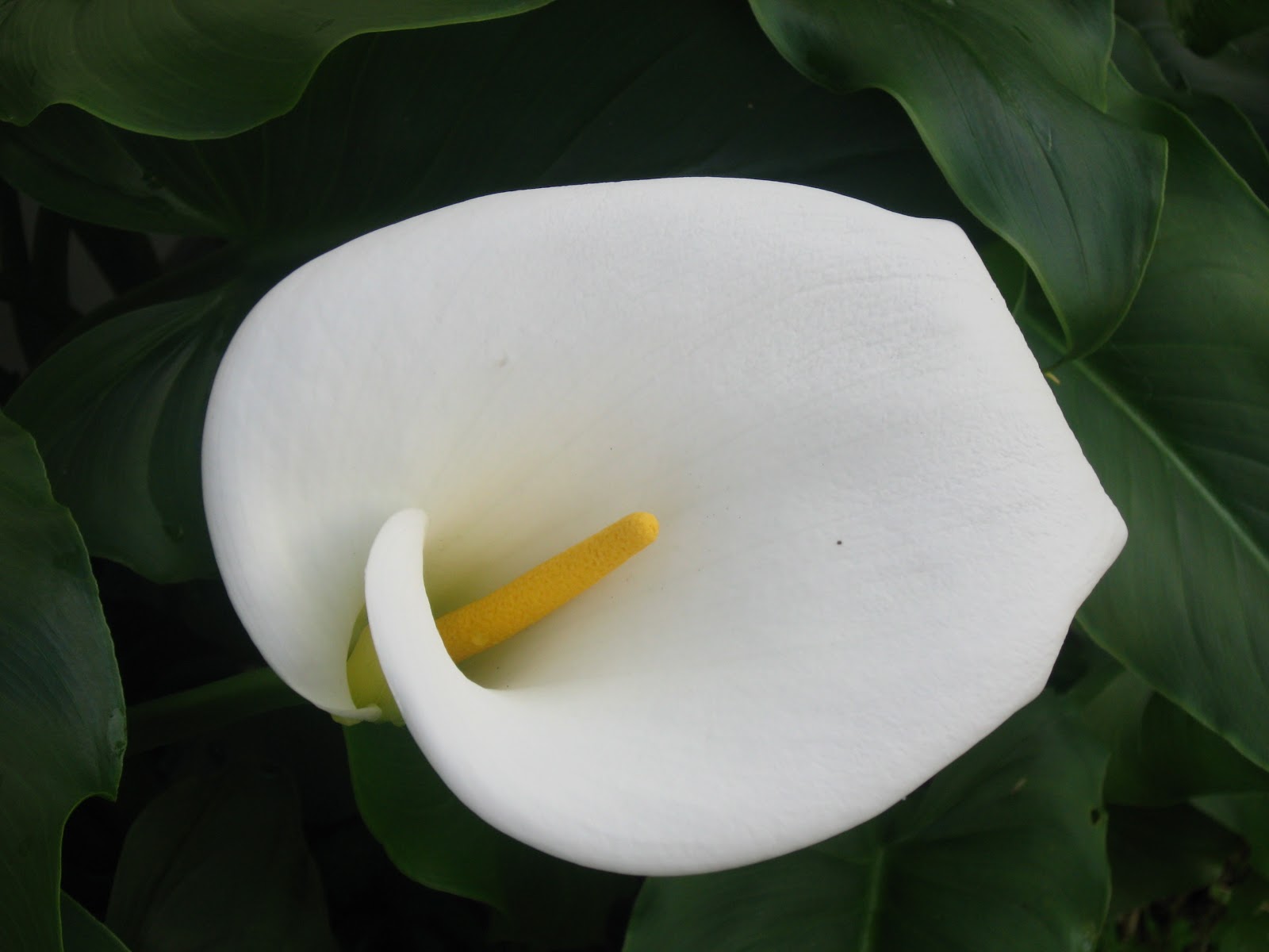 A Tuesday Night Memo: The many lovely faces of our calla lilies