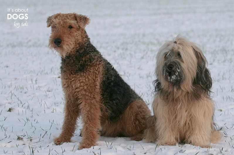 Blick zurück 10 gemeinsame Jahre Erste Freundschaften ABOUT DOGS