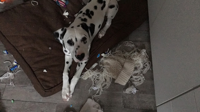 Dalmatian Puppy