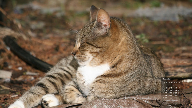 Click on image for full size, right-click to save as wallpaper. November 12 Tabby Cat Rests