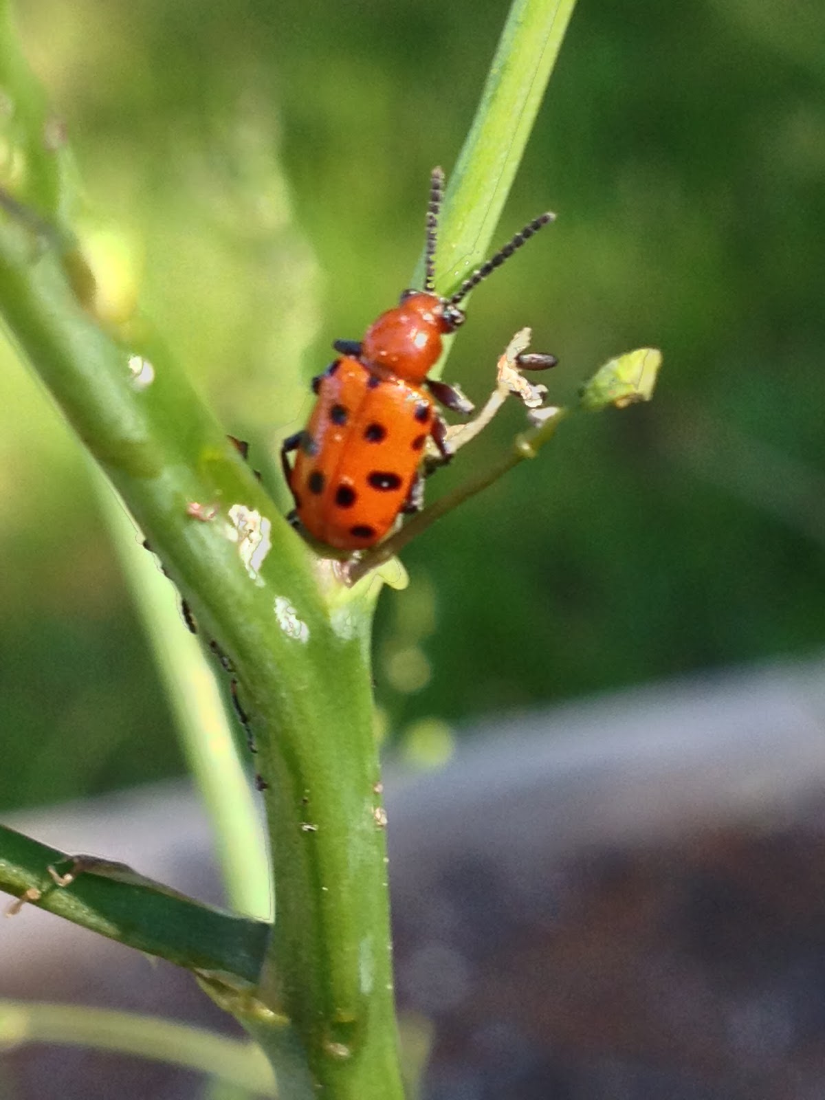 Attack of the Asparagus Beetles