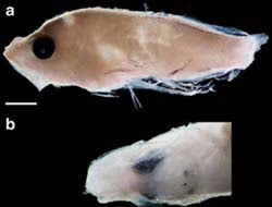 Ikan Lepu Ayam, Ikan Anggun yang Bersirip Racun | RE Tawon