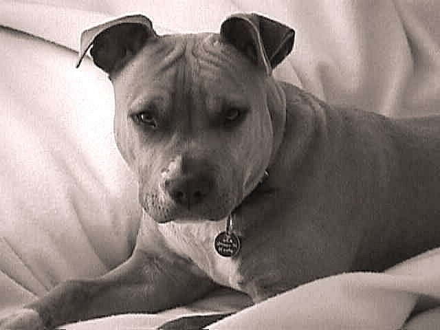 All About Animal Wildlife: American Pitbull Terrier HD Wallpapers 2012