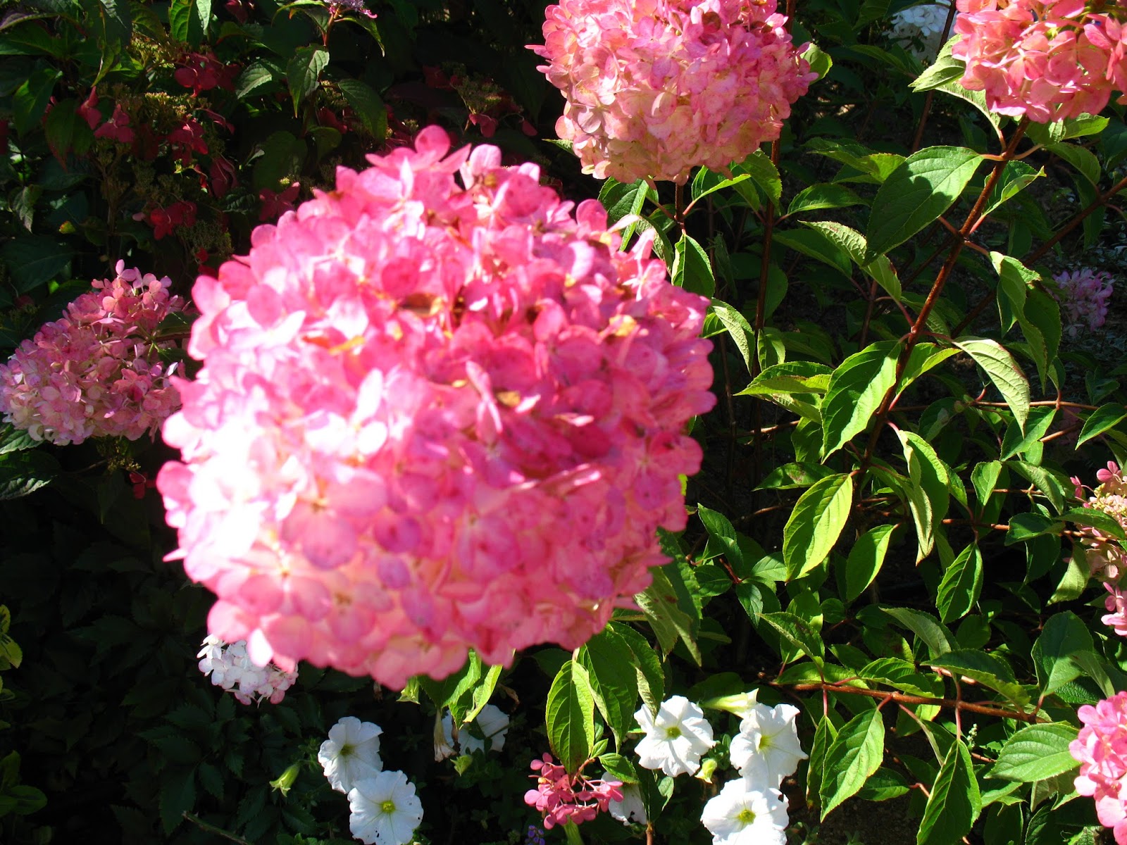 Roses Du Jardin Cheneland Hydrangea Paniculata Levana