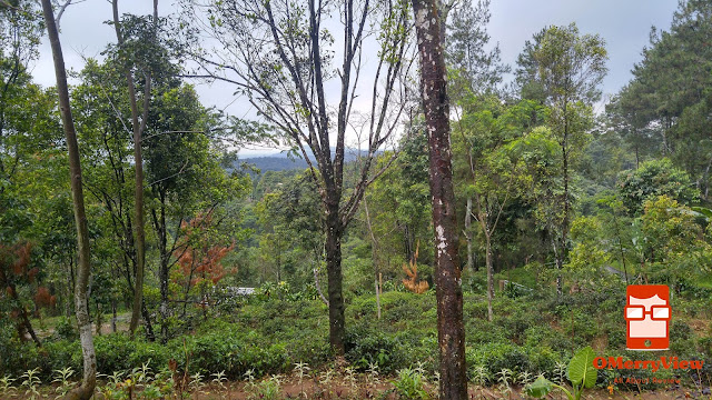 Camping di Wisata Bukit Pinus Pasir Panyawangan Purwakarta ...