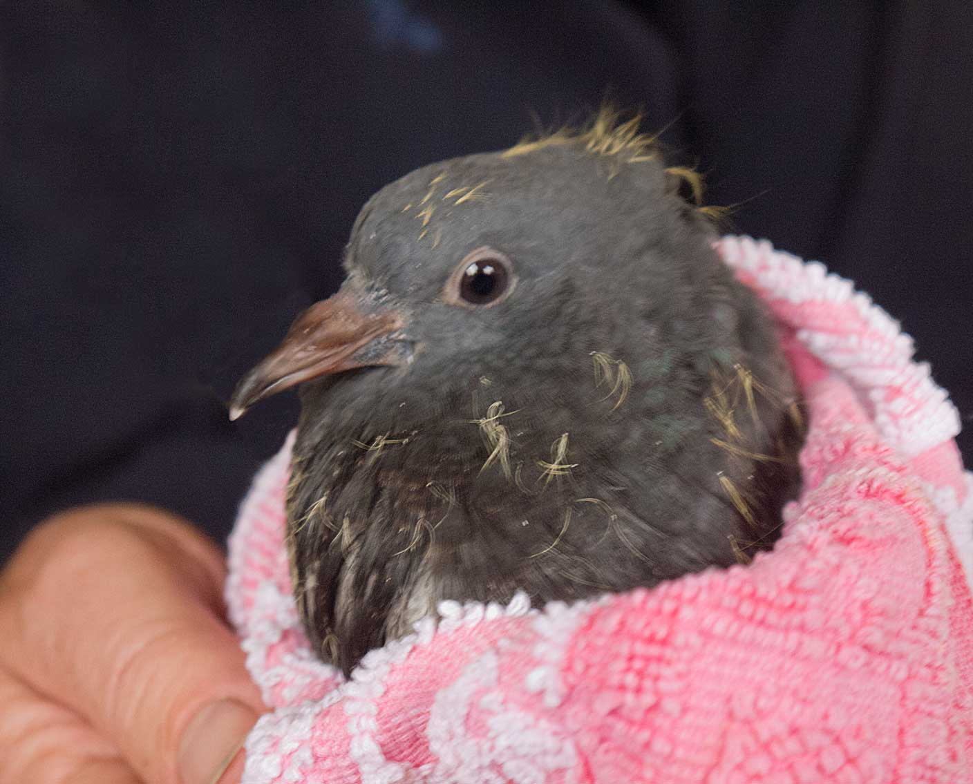 My Word 1 RESCUING A DISTRESSED FLEDGLING.