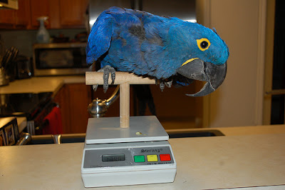 Hyacinth Macaw