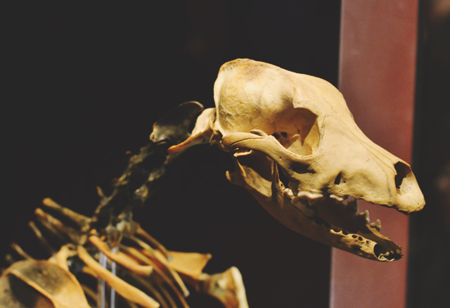Mary Rose dog skeleton