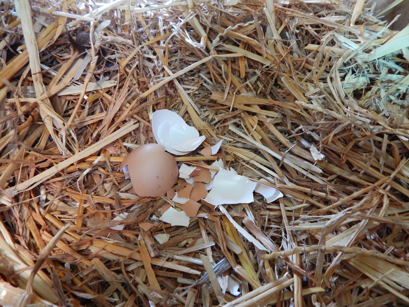 Почему курица есть свои яйца. Расклёв яиц курами. Курица расклевывает яйцо. Курица клюет яйца.