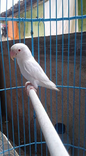 Perbedaan lovebird pastel putih dan albino Perbedaan lovebird pastel putih dan albino