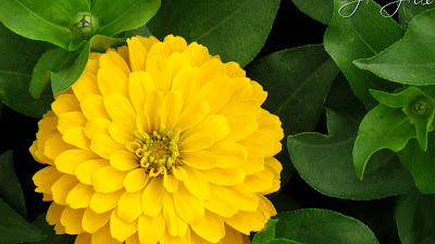 Profusion Red Yellow Bicolor Zinnia
