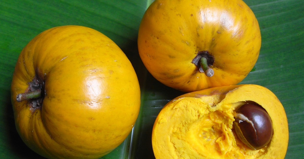 shiatoshi Egg Fruits Use and its Health Benefits