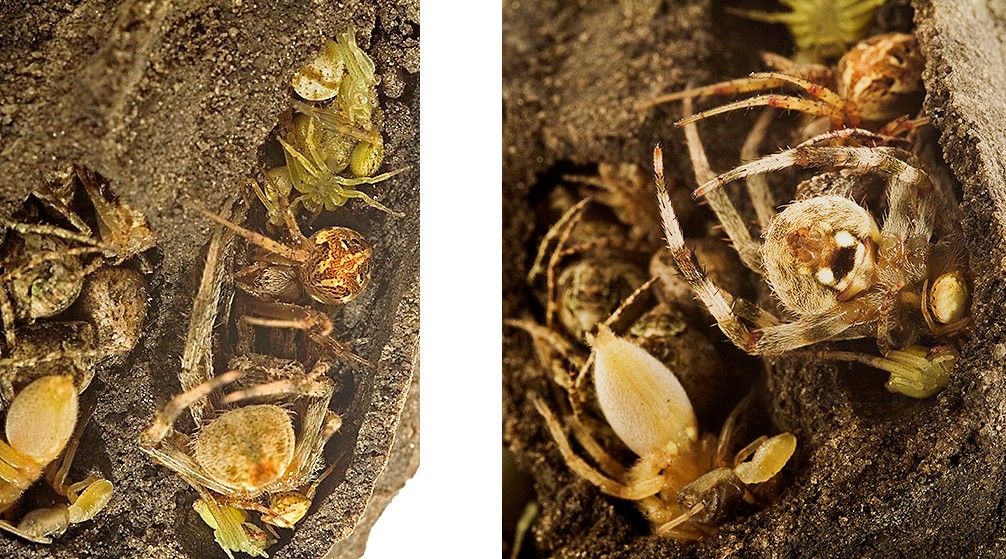 Mud Dauber nests.... packed with spiders Page 2 Sherdog Forums