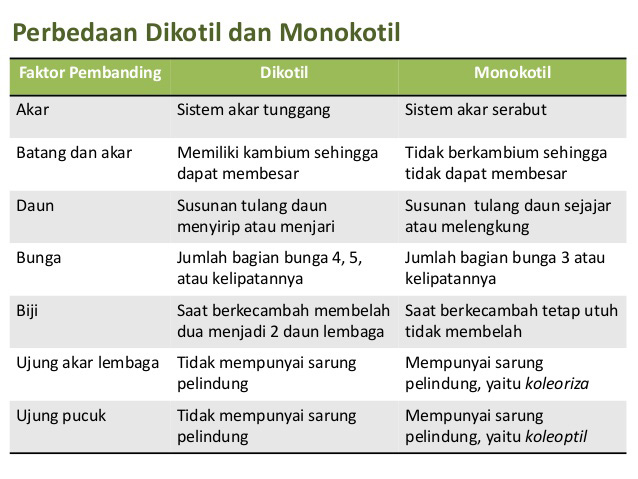 Ciri Dan Perbedaan Tumbuhan Monokotil Dan Dikotil Terlengkap Markijar Com