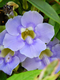 Thunbergia grandiflora Blue Sky vine Universal Studios Orlando by garden muses-not another Toronto garden blog