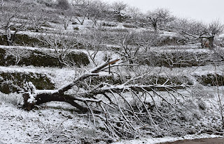 Tornavacas cerezos en invierno