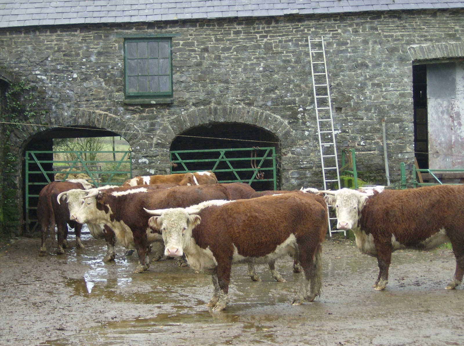 Life on a Welsh Farm OMScO, TB Testing of Cattle, Well Matured