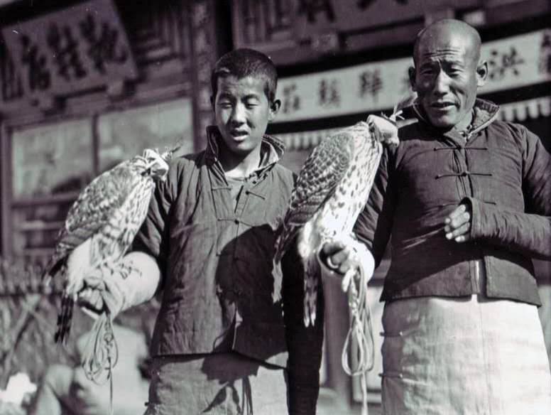 Johnson's bromeliads & falconry chinese traditional falconry equipment