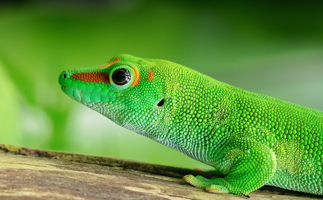 GeckoLinux GeckoLinux