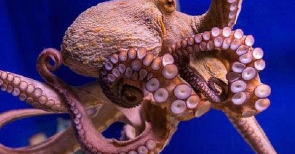 99 Arti Mimpi Melahirkan Bayi Gurita Lengkap Tafsirnya Mimpi Melihat Melahirkan