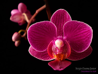 Mini orquídea Phalaenopsis híbrida