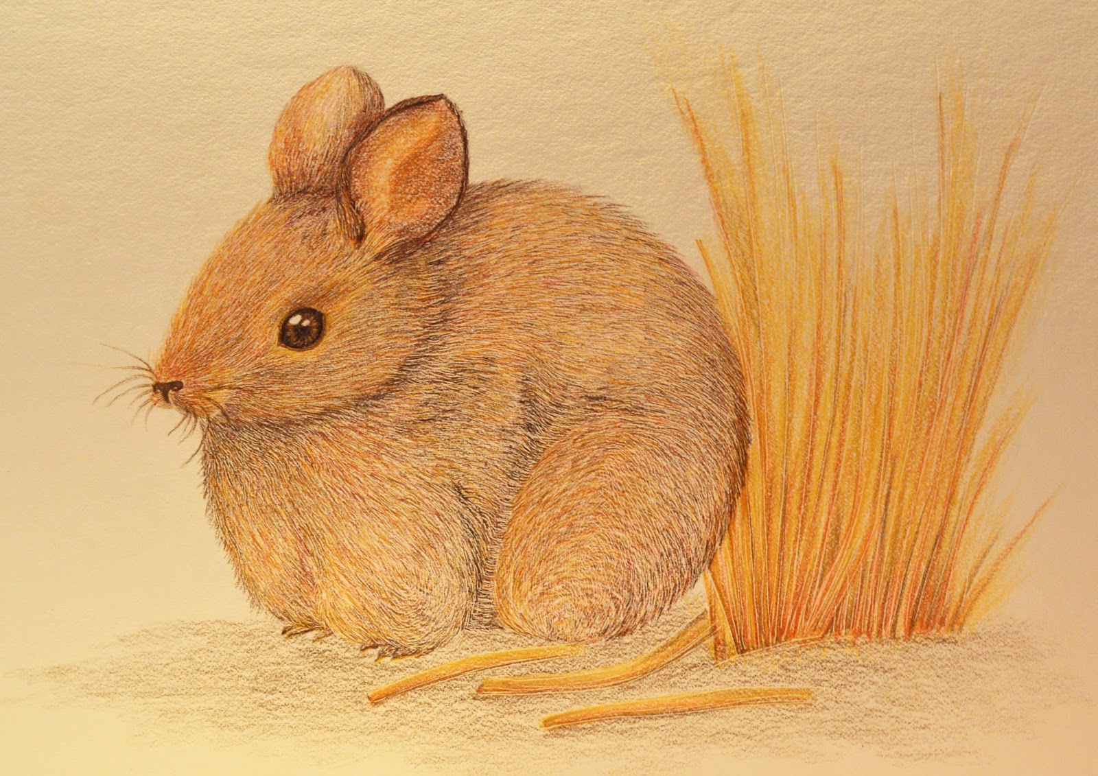 Conejo de los volcanes Mirtha Helena