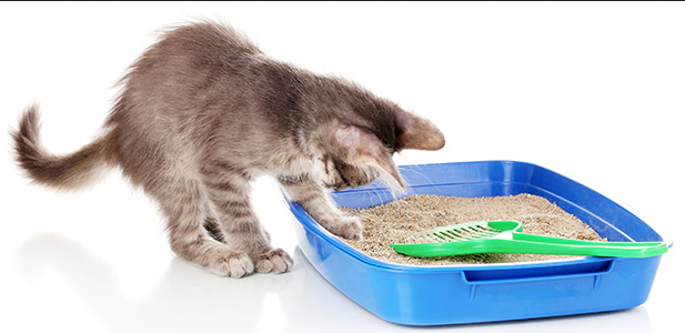 Cat Urinary Tract Infection Home Remedies Cat Urinary Tract Infection Home Remedies