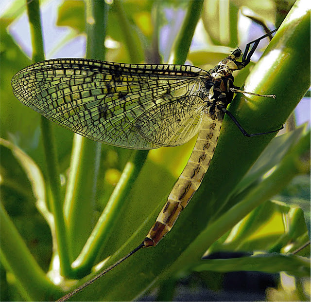 Fly Fishing In Yellowstone National Park 05/01/2015 06/01/2015