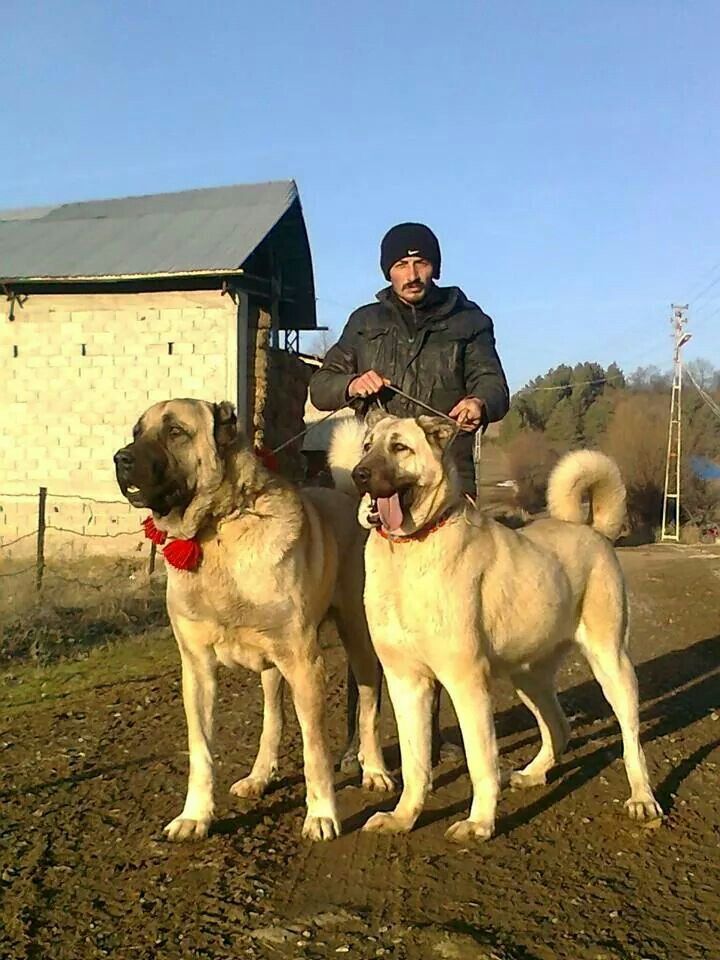Morsorosso Kangal