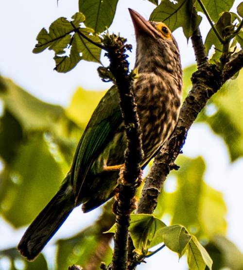 Indian birds- Image of Lineated barbet - Psilopogon lineatus