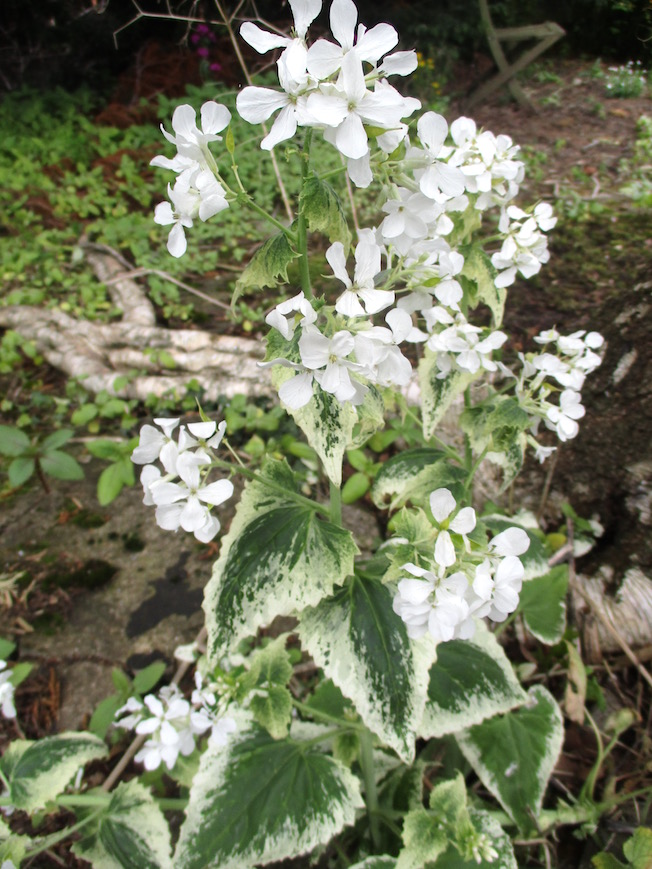 Native Plants My Woodland Garden