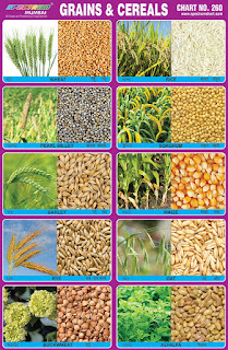 Contains images of different grains & cereals
